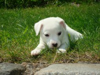 /album/stenata-puppies/stenata-6-tydnu-042-jpg/